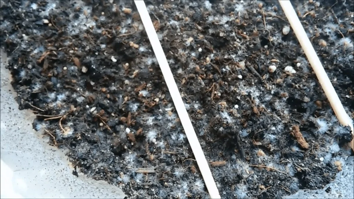 Olvida el moho y las flores marchitas: el truco de la abuela que supera a la química de tienda