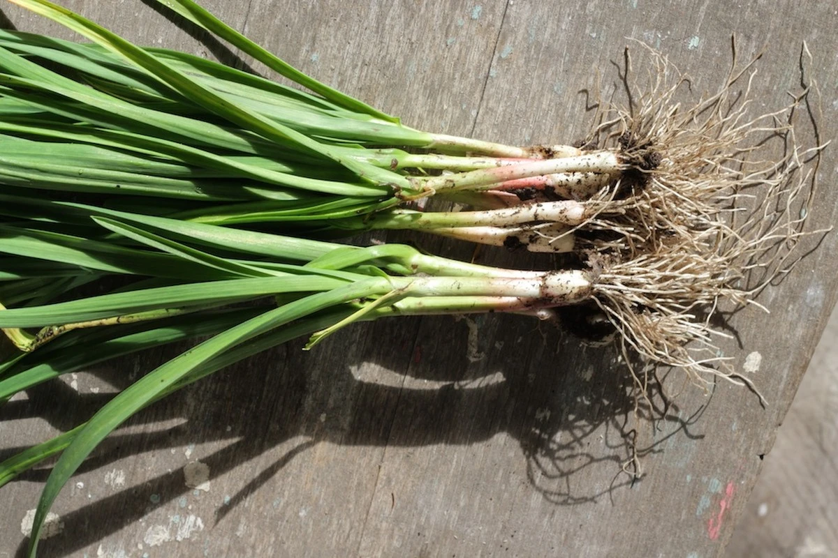 porquedesechare-extra-1.webp Por qué desechar el ajo brotado es un error: la revelación de mi vecina - image 1