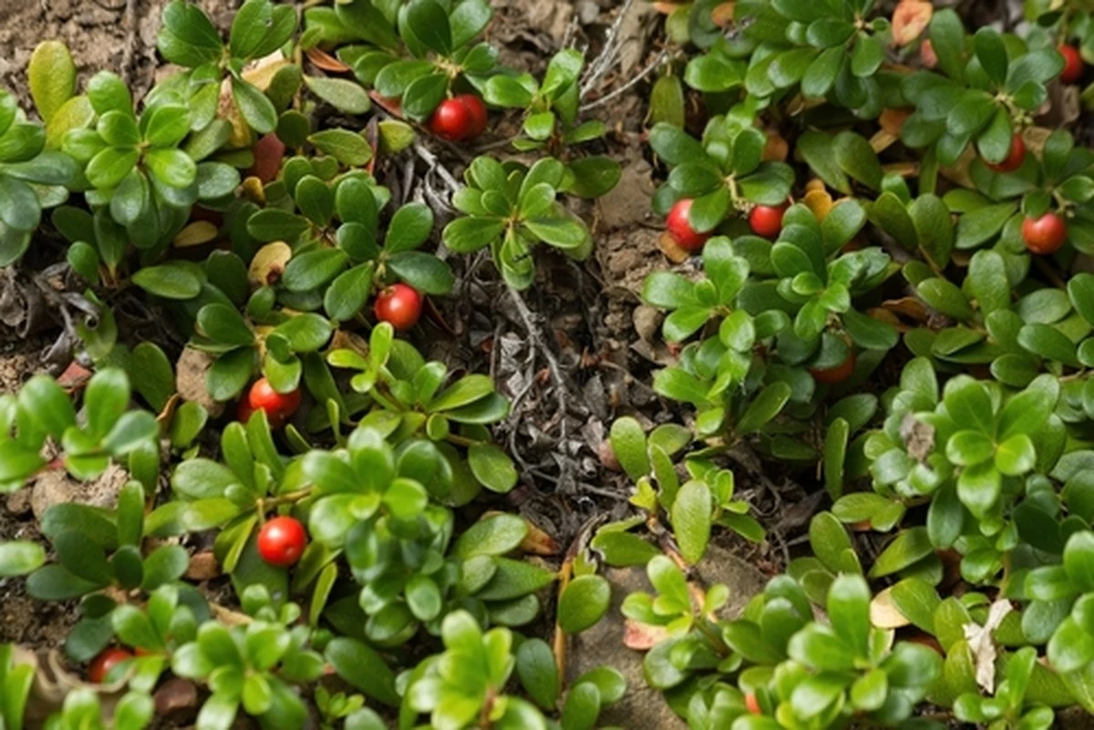 Por qué los jardineros expertos ponen hojas de arctostaphylos en su coche