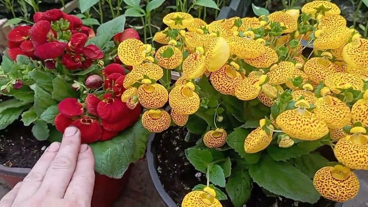 Este único arbusto amarillo alegra mi jardín de mayo a octubre, superando a petunias y caléndulas