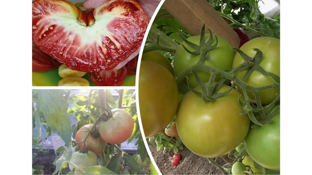 Por qué los agricultores expertos riegan sus tomates con agua mineral
