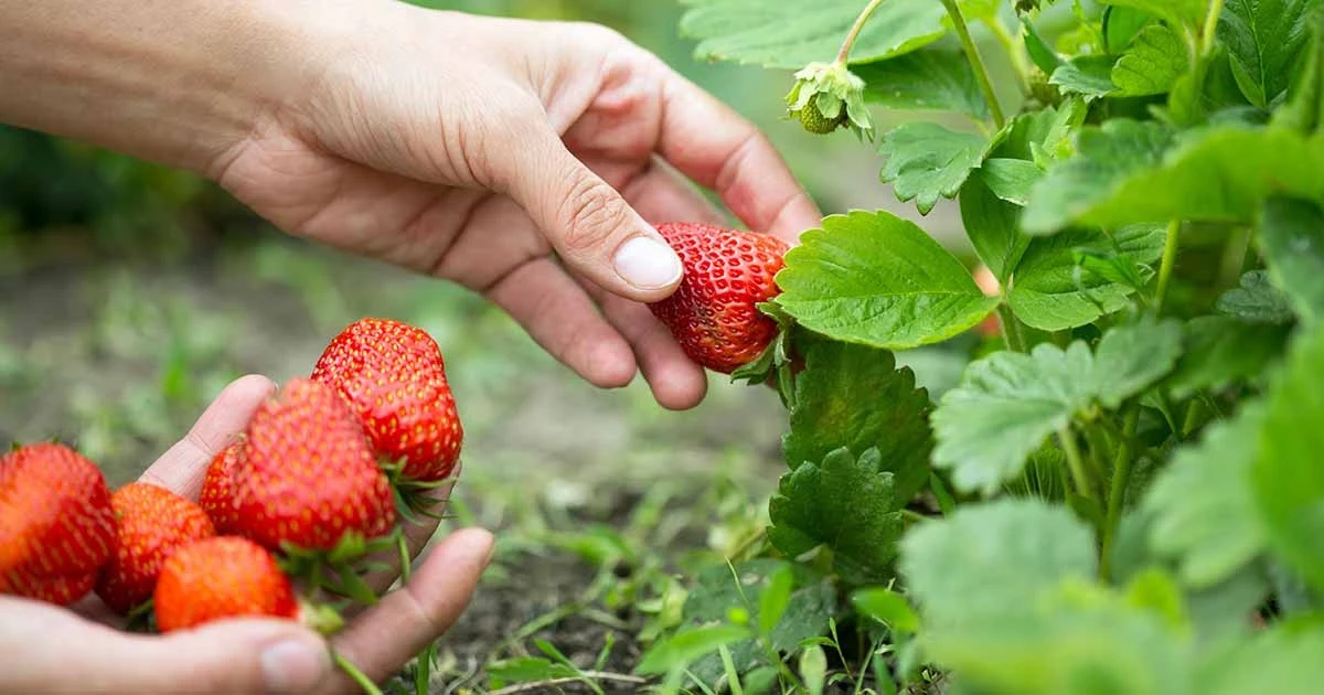 eltrucodelpanse-extra-1.webp El truco del pan seco: por qué los expertos en jardinería lo usan en sus fresas en agosto - image 1