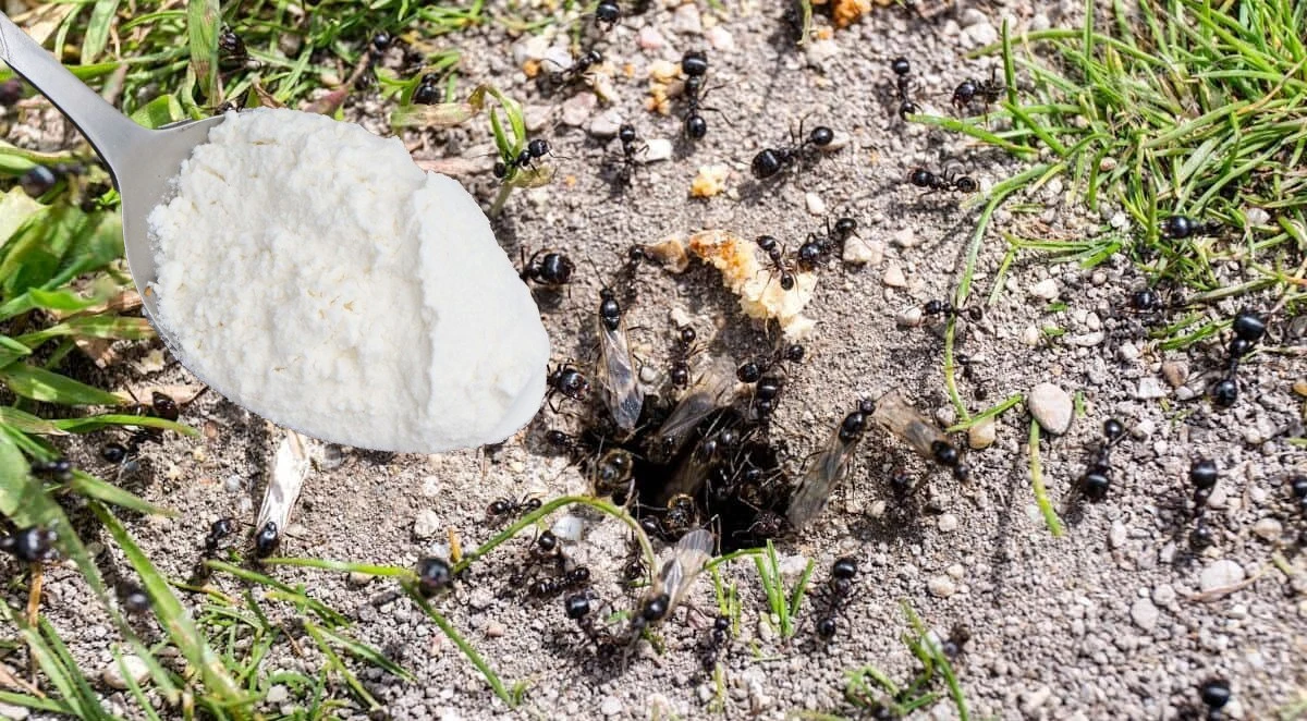 La verdad sobre usar harina para eliminar hormigas en casa