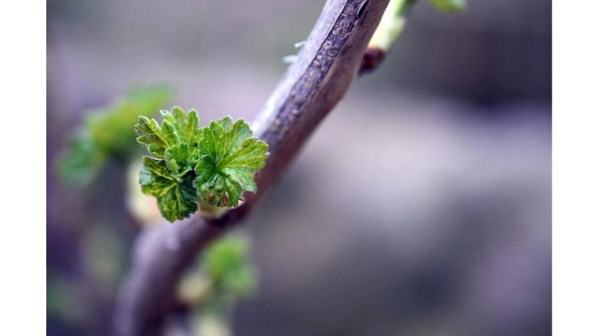 Agrietado Grosellero: No es el frío, es un insecto. 3 pasos o perderás el arbusto