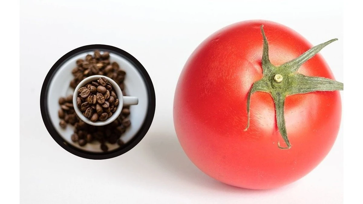 Café molido bajo mis tomates: ¿el secreto para una cosecha récord?