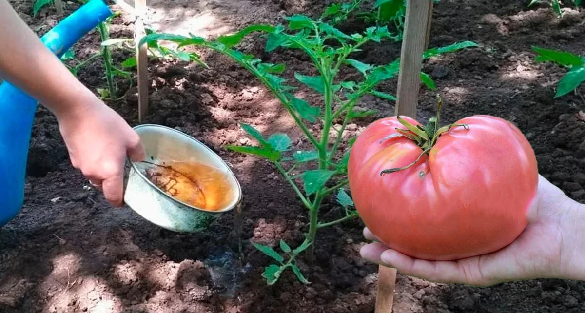 Por qué los agricultores expertos añaden restos de cebolla al agua de riego