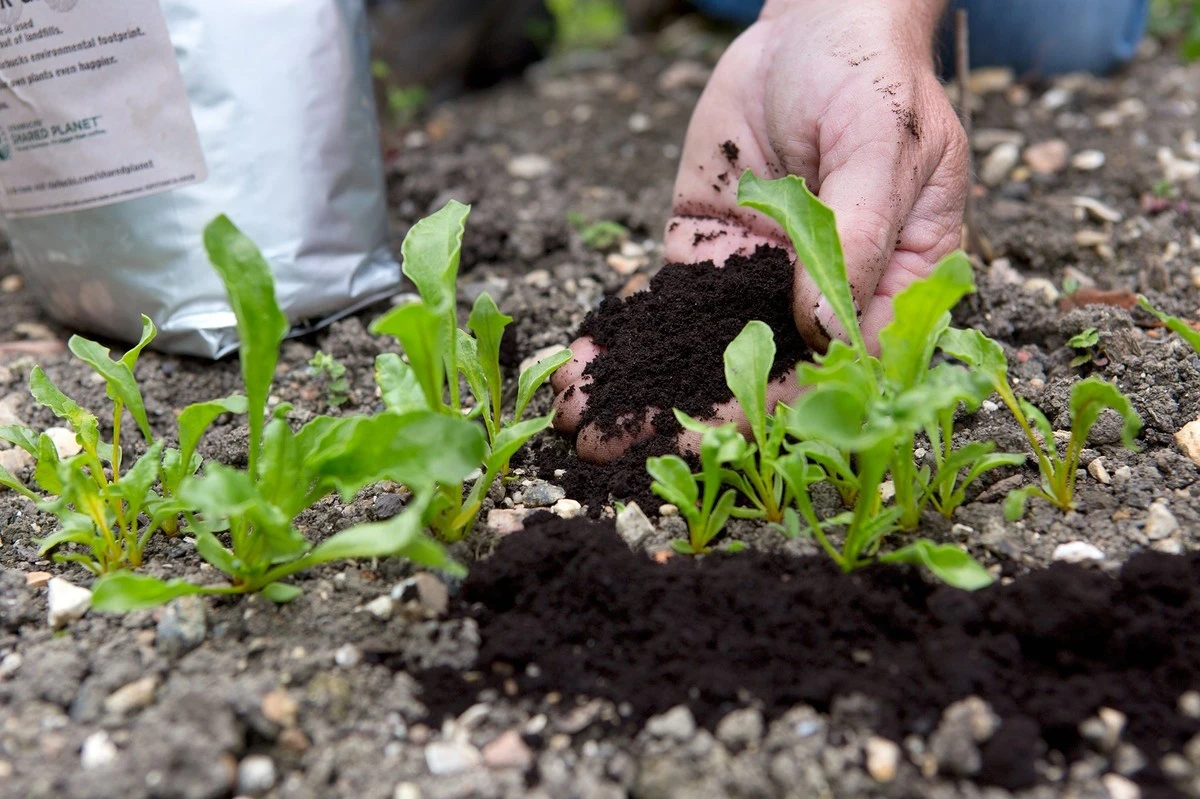 Por qué los jardineros experimentados esparcen los posos de café alrededor de sus plantas - image 1