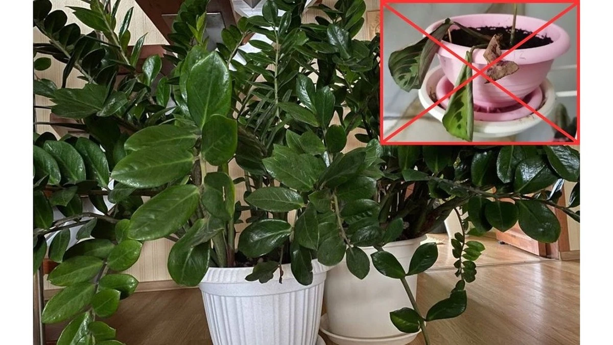 Mi zamioculca floreció con 10 tallos nuevos: la solución secreta que me dio mi vecina