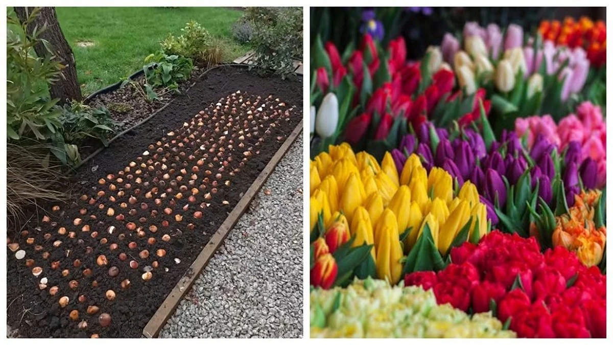 El secreto de mis tulipanes espectaculares que pregunta hasta el vecino: el método holandés para principiantes