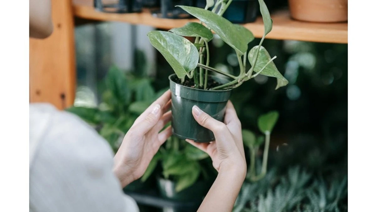 5 gestos sencillos para devolver la vida a tus plantas de interior cansadas