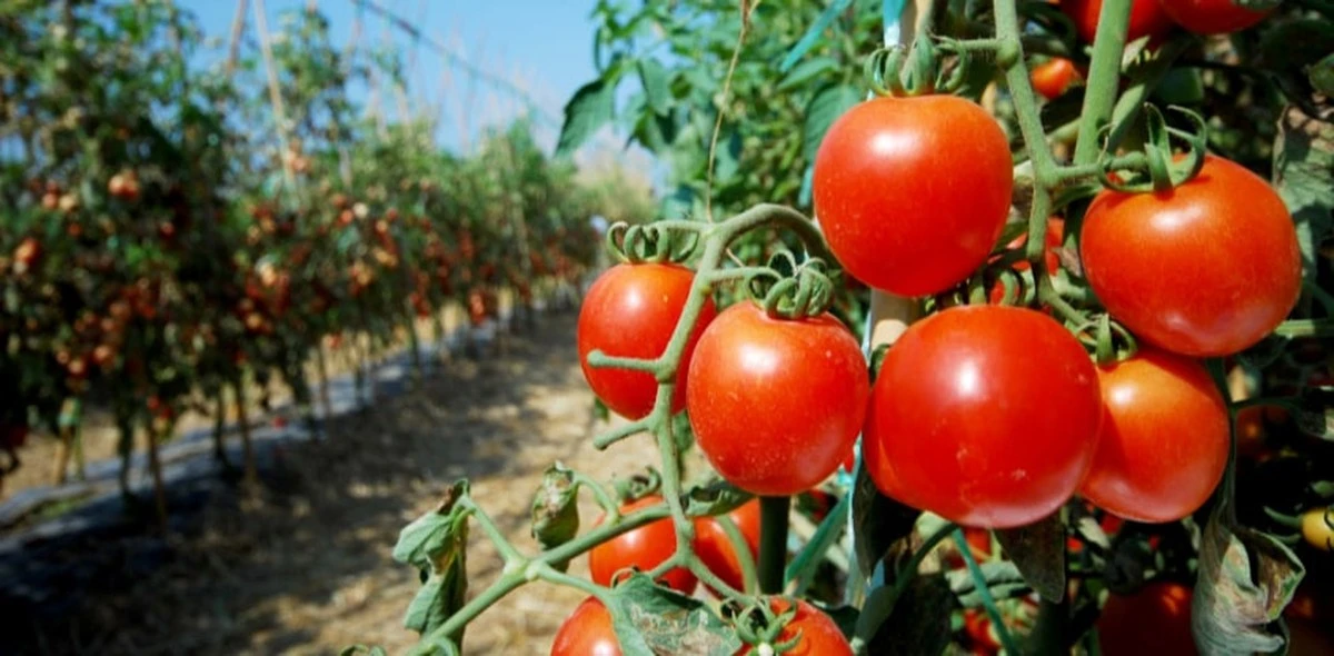 Por qué los expertos en huertos rocían bicarbonato de sodio sobre sus tomates en pleno verano - image 1