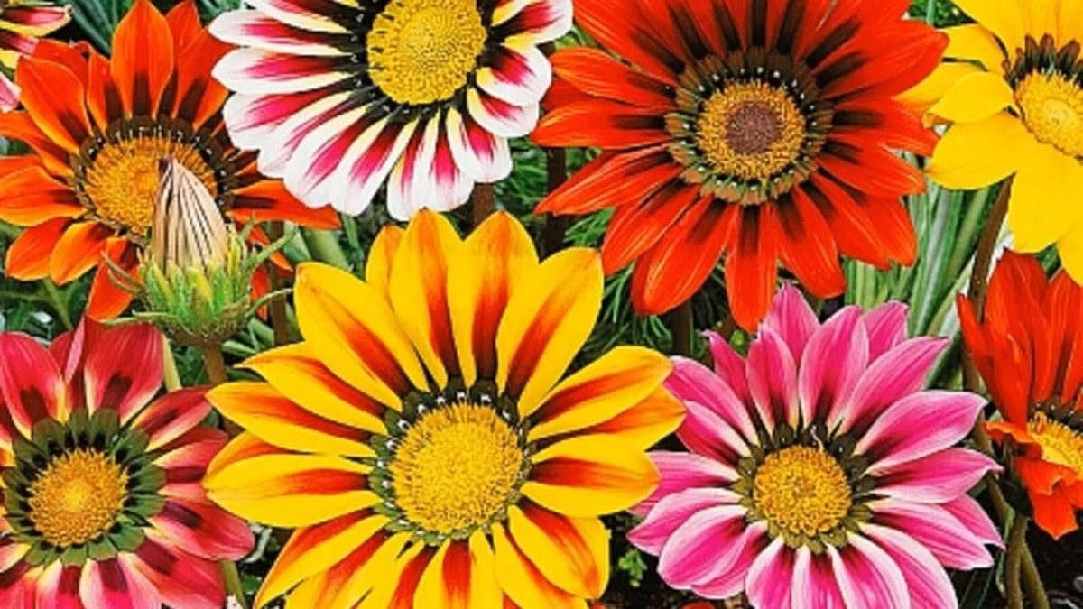 Por qué las gazanias de mi vecina son tan espectaculares que hasta los floristas las compran (y el método de un libro antiguo)