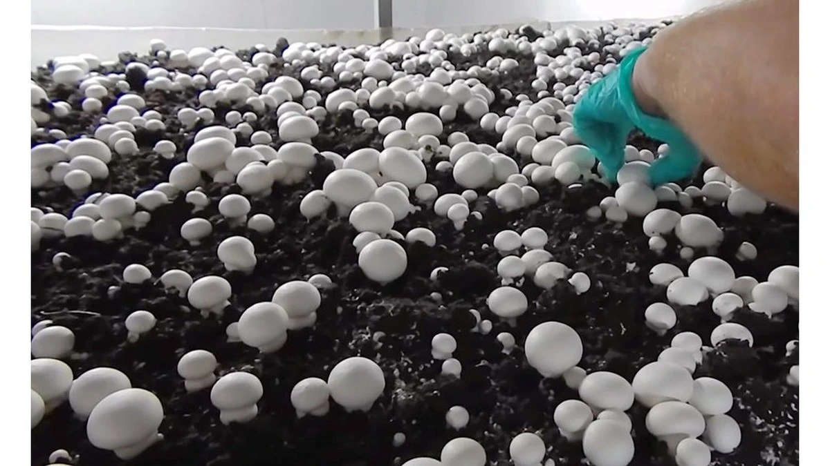 Hongos en casa: cultívalos en una caja como un experto sin salir del bosque