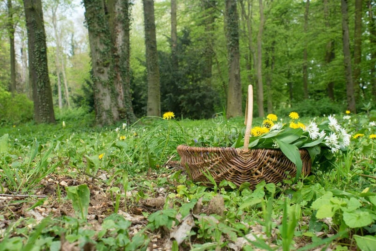 Por qué mi vecina desaparece en el bosque con frascos vacíos cada mayo: este año reveló qué recolecta. - image 1