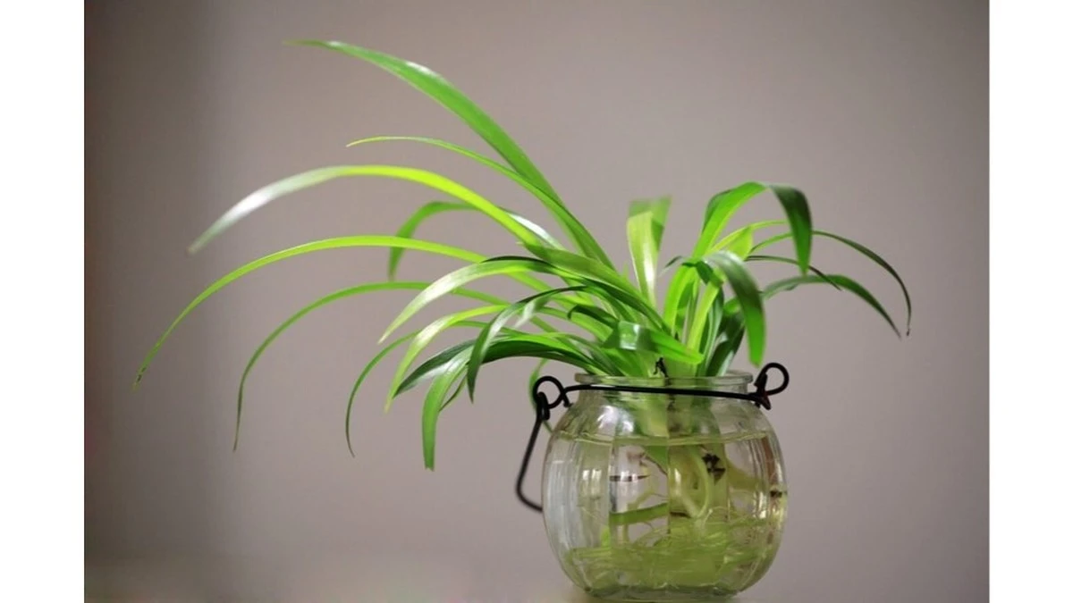 El "agua de vida" de mi abuela: flores que reviven en una semana con 3 ingredientes (receta de 50 años)