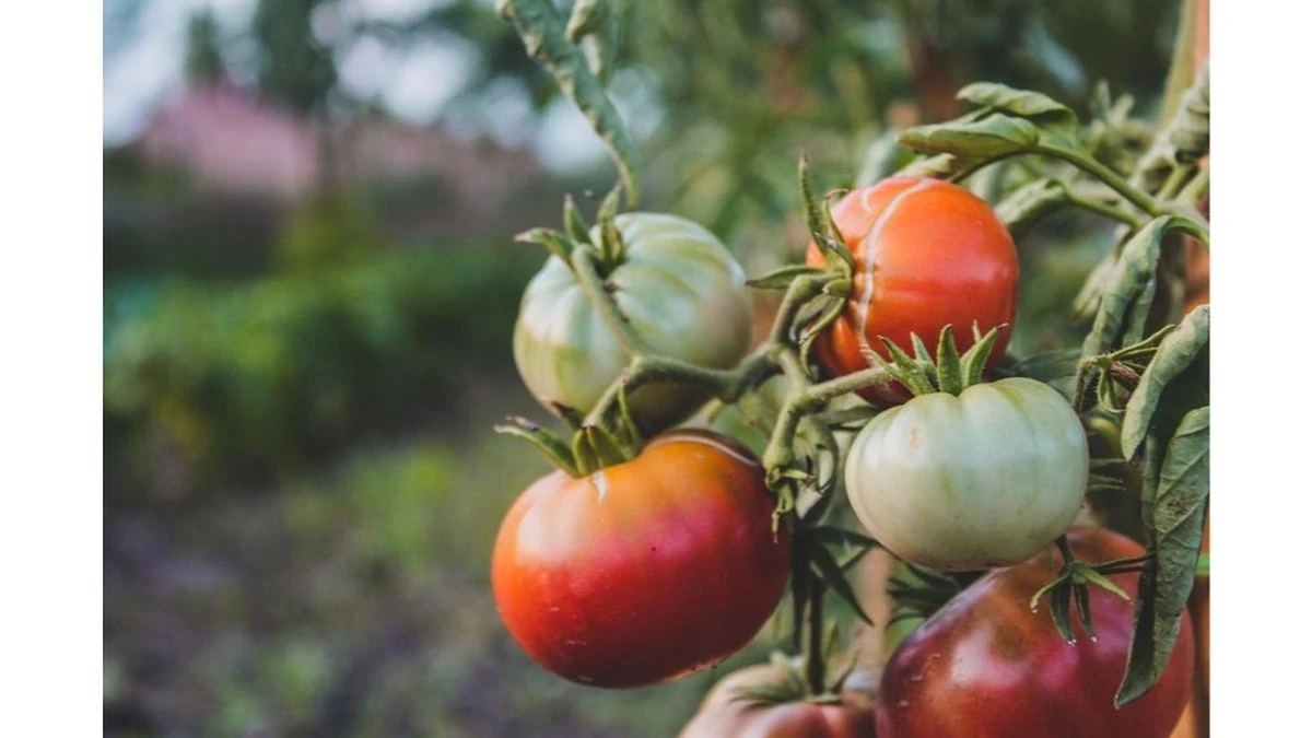 El secreto de las abuelas para conseguir tomates gigantes y dulces en julio