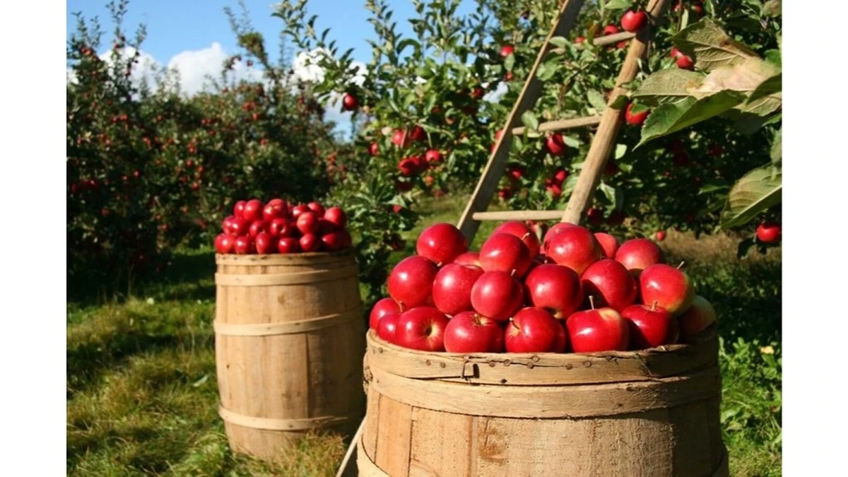 El error en el riego que está arruinando tu cosecha de fruta
