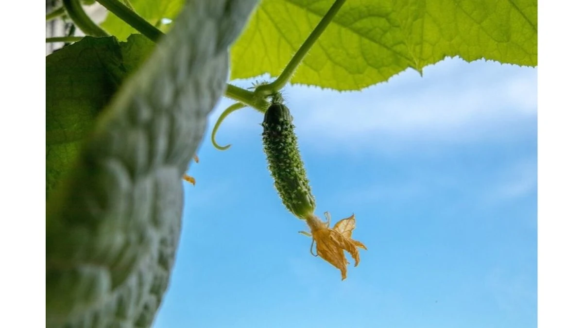 Este 'oro blanco' revoluciona tus pepinos: adiós enfermedades y hola cosecha jugosa