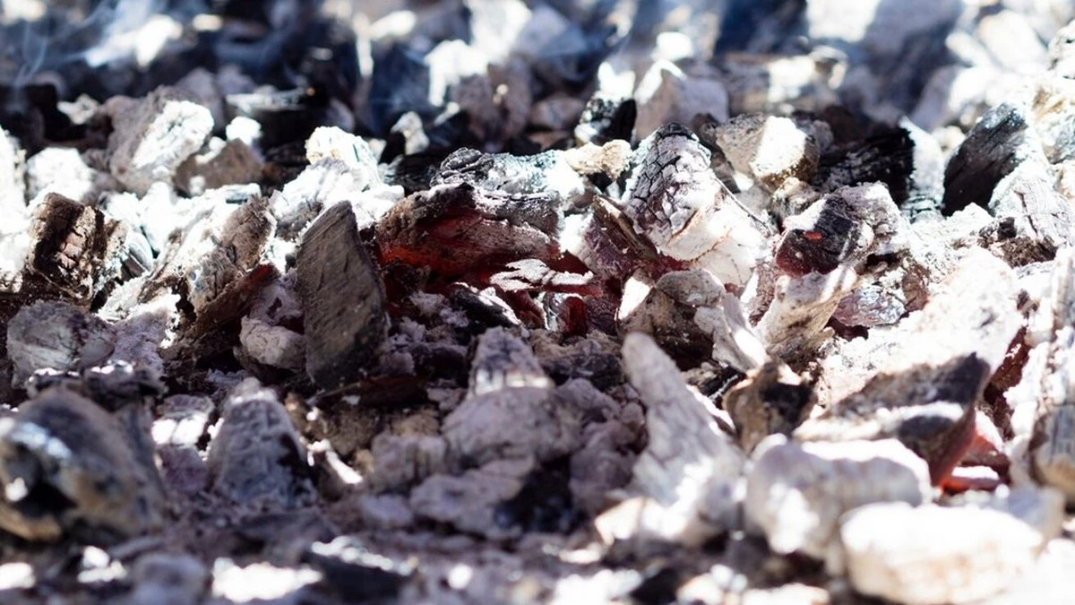 Ceniza en el jardín: El error que arruinó las plantas de mi suegra