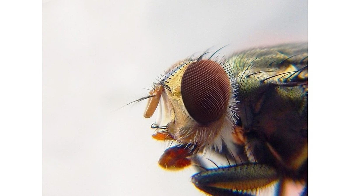 Por qué los mosquitos siempre te pican a ti y no a tu acompañante