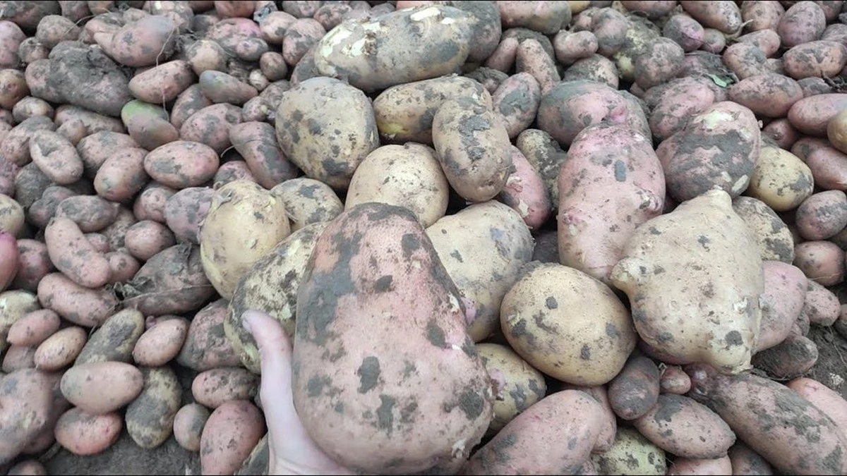 15 años guardando patatas mal, hasta que mi abuelo me mostró este truco