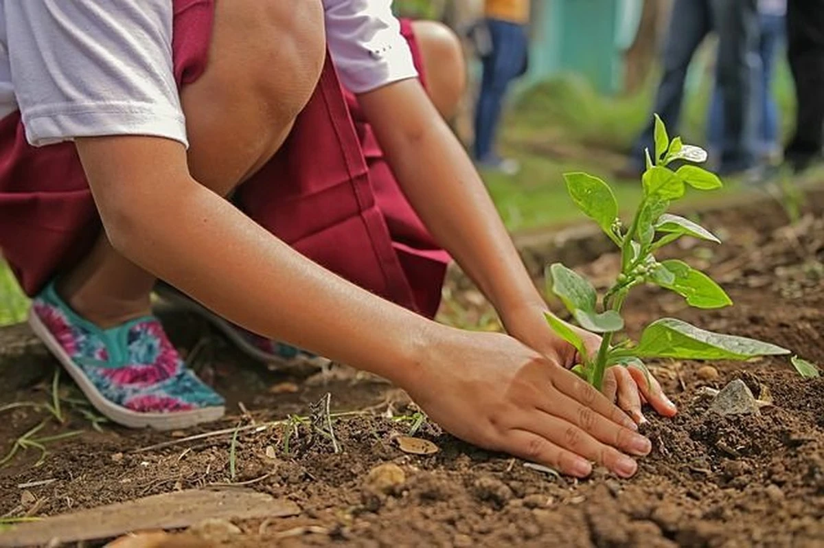 Por qué los expertos en jardinería esparcen bicarbonato bajo los arbustos de grosellas en junio - image 1