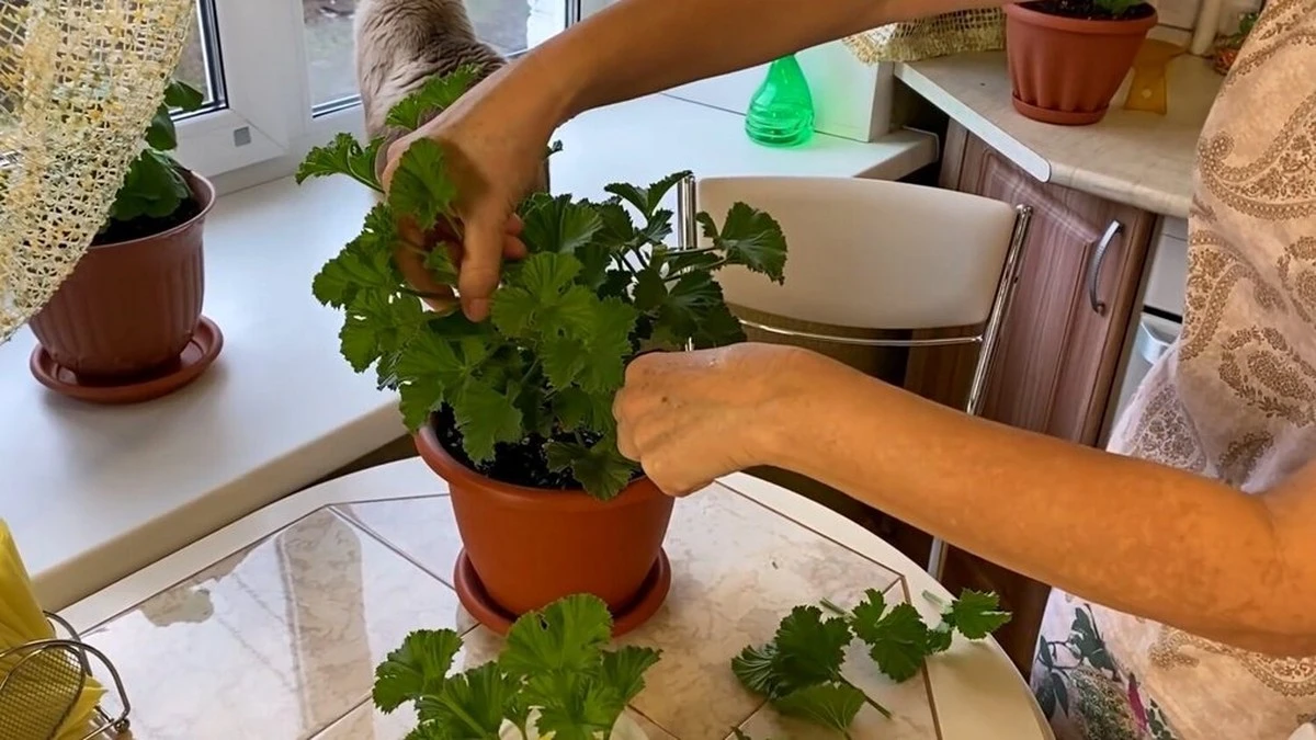 El truco de mi vecino para esquejes de geranio que revolucionó mi jardinería