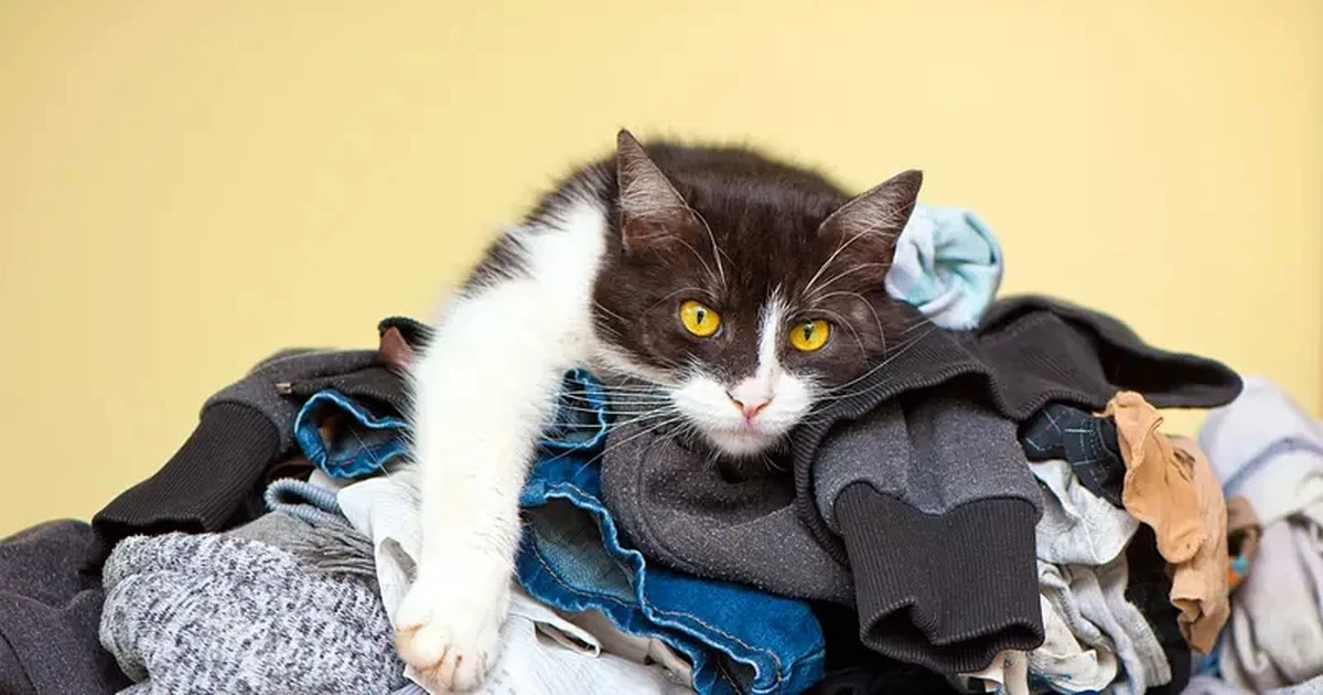 porquetugatoeli-extra-1.webp Por qué tu gato elige dormir sobre tu ropa usada (y no es por el calor) - image 1