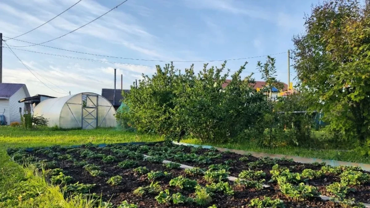 Por qué los jardineros experimentados compran bicarbonato de sodio en junio