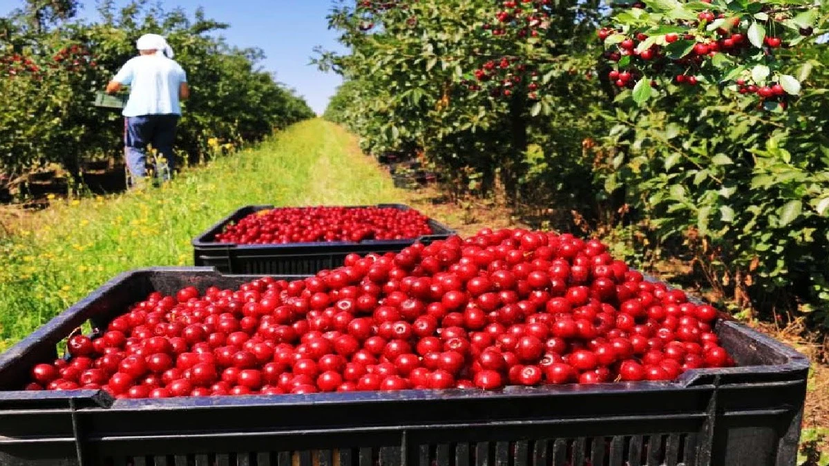 Por qué los expertos en jardinería añaden 20 gramos de este abono bajo el cerezo a finales de mayo - image 1