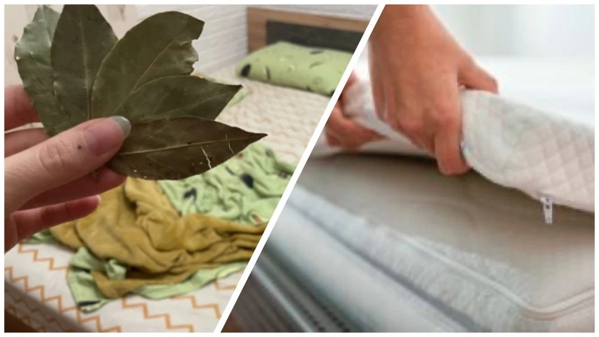 Por qué mi abuela ponía hojas de laurel bajo el colchón: el secreto de un sueño reparador