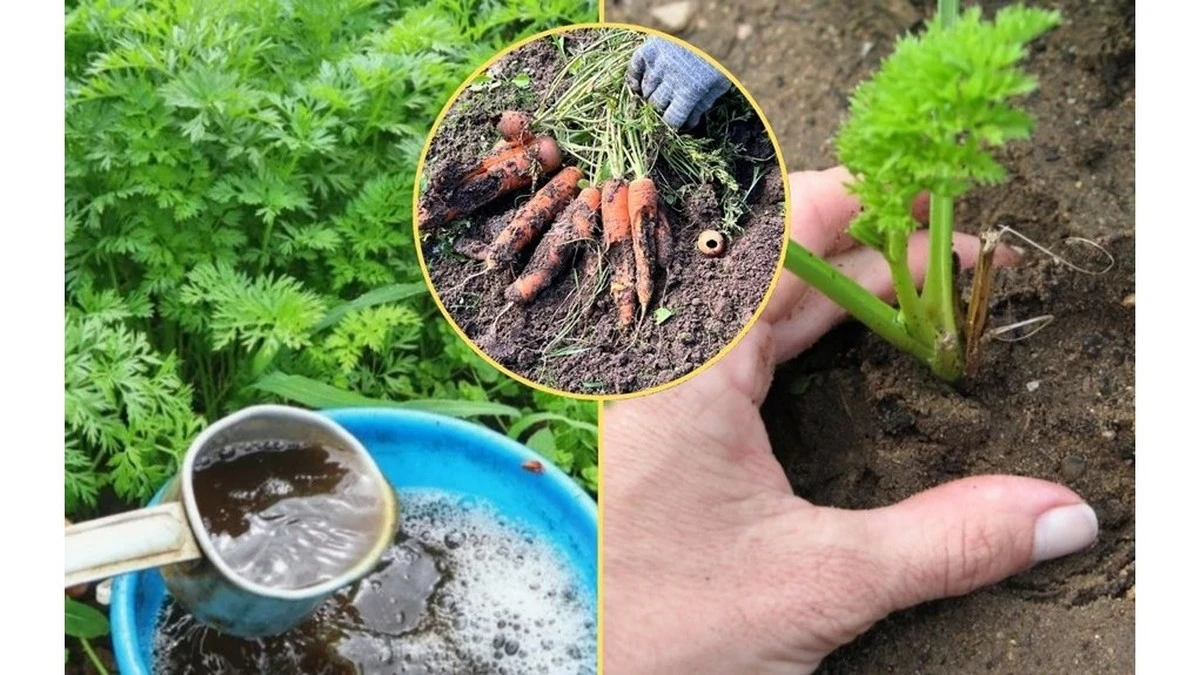Por qué una sola aplicación de potasio en julio cambia el sabor de tus zanahorias