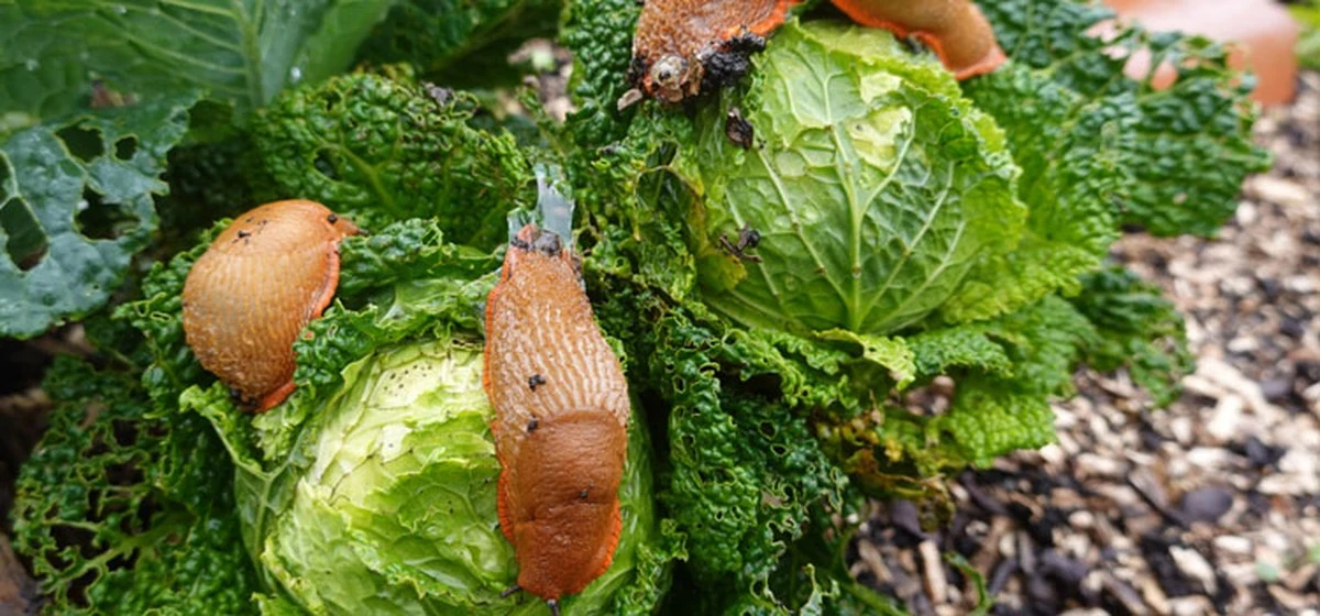 Por qué los expertos en jardinería ponen restos de fruta dulce cerca de sus coles - image 1