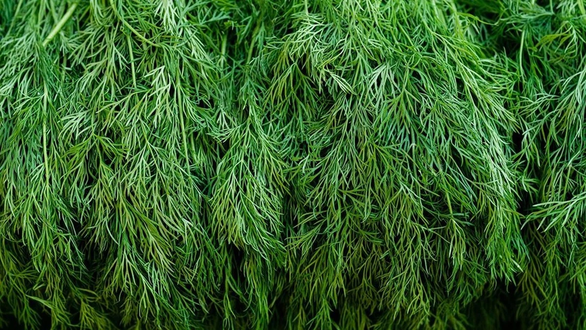 El secreto de la abuela para un vientre plano: un cucharadita de esto transforma la hinchazón