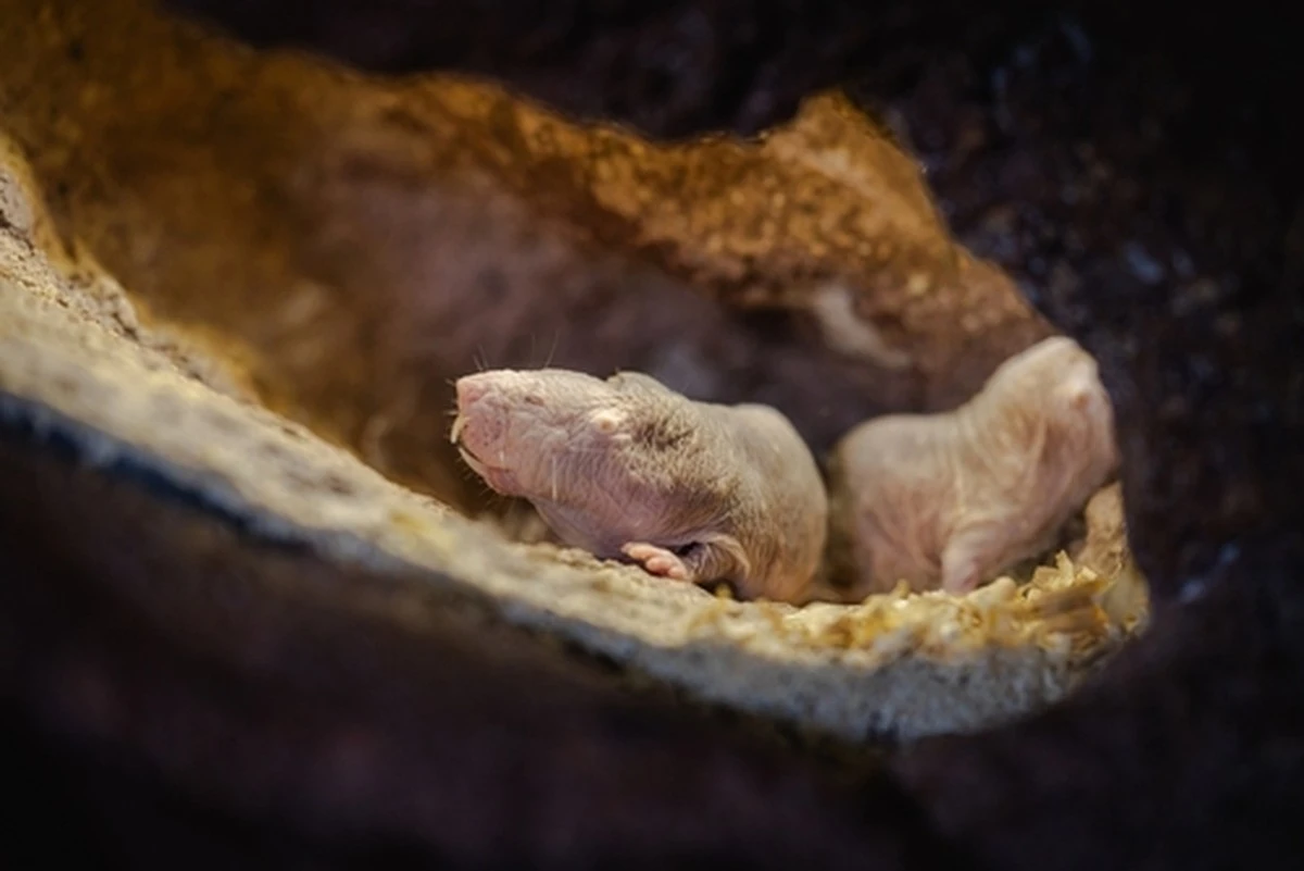 El vecino llevaba 30 años luchando contra los topos, hasta que le mostré un frasco de farmacia