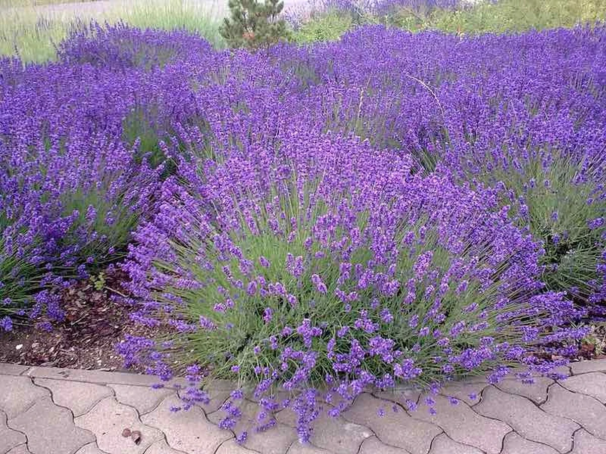 Por qué los jardineros expertos plantan lavanda en los bordes de sus bancales - image 1