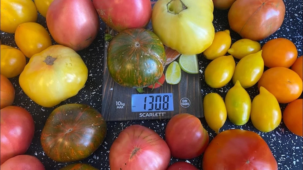 Domina gauti didžiausią pomidorų ir agurkų derlių? Štai kur sodinti