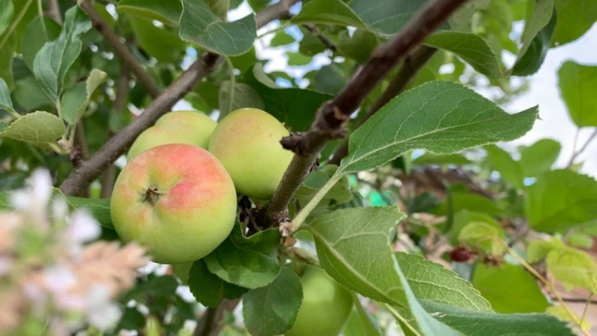 Por qué deberías dejar de usar abono nitrogenado en tus frutales este julio
