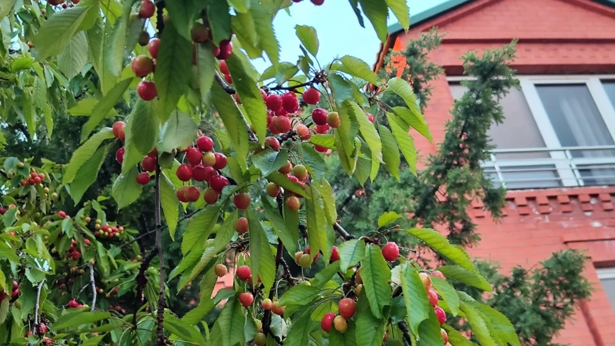 Por qué los expertos en jardinería esparcen bicarbonato bajo sus cerezos