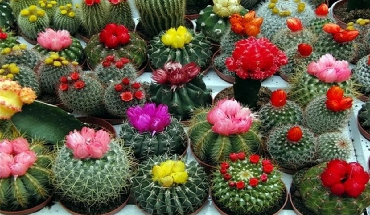 El secreto de la farmacia para revivir tu cactus en días: la solución que pocos conocen