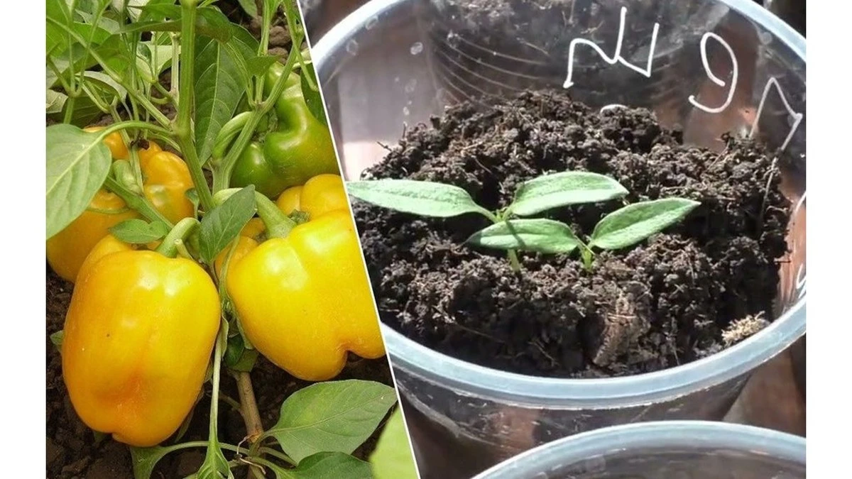 Acelera la germinación de tus pimientos: el truco de 20 minutos que adelanta tus brotes 5 días