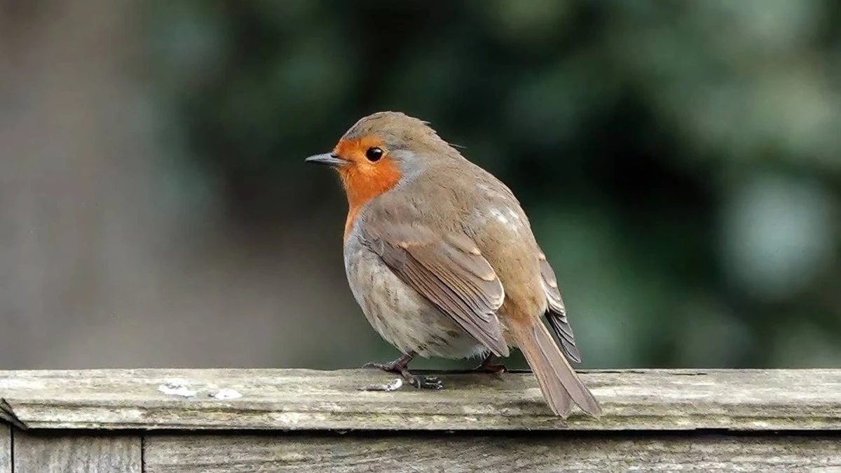 Por qué sus métodos para ahuyentar pájaros del jardín son, en realidad, inútiles