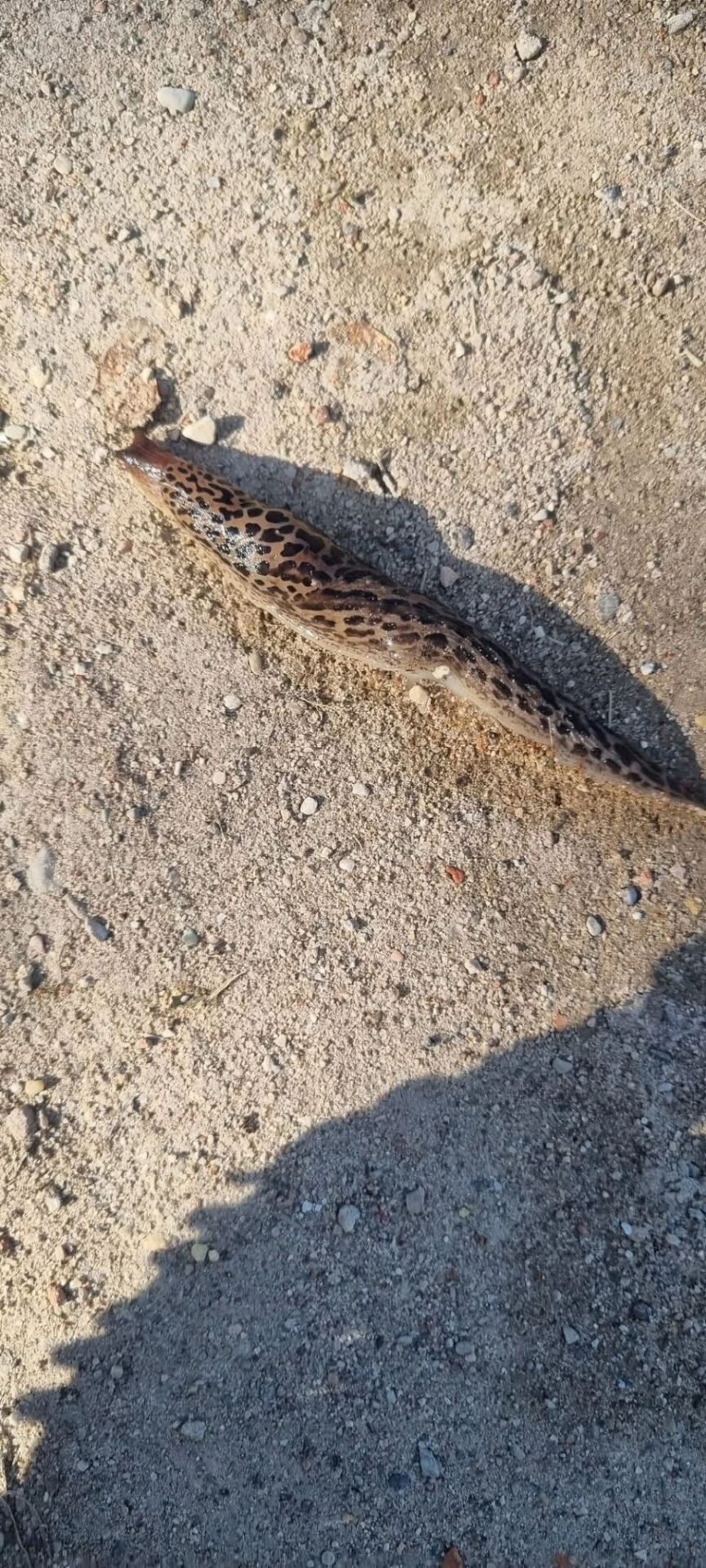 Por qué deberías dejar de buscar tu pala al ver esta babosa de veinte centímetros en tu jardín