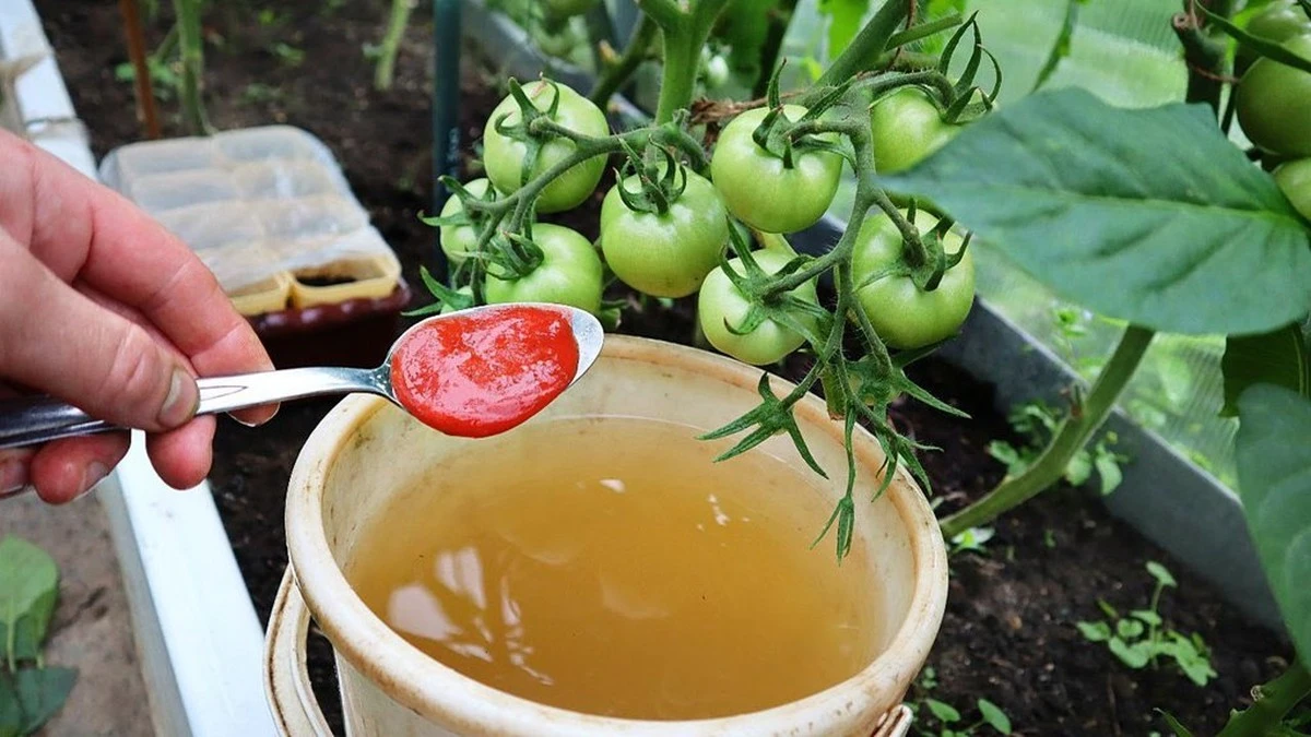 Por qué los jardineros expertos añaden este compuesto único a sus pepinos cada dos semanas