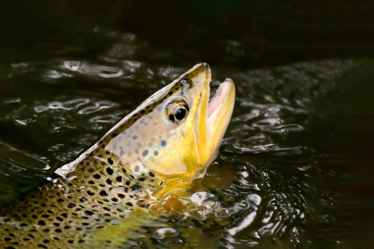 Por qué deberías devolver al agua a estos peces incluso si atrapaste el ejemplar de tu vida