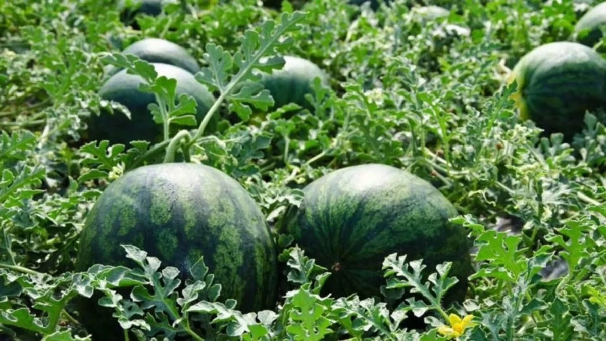 El secreto de mi vecino para cultivar sandías gigantes: más fácil de lo que crees