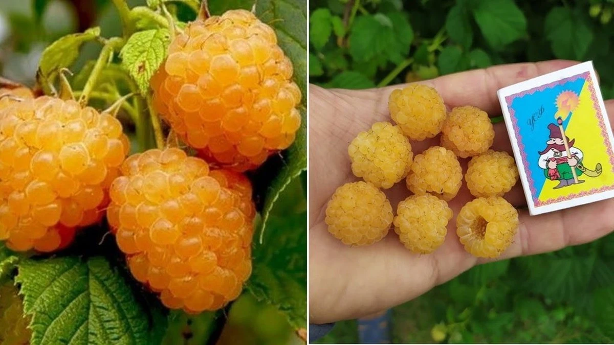 Descubre la variedad de frambuesa amarilla que permite a los niños con alergias disfrutar de la fruta