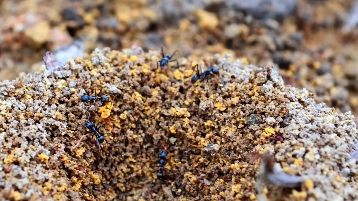 Por qué los jardineros expertos plantan lavanda en los bordes de sus bancales
