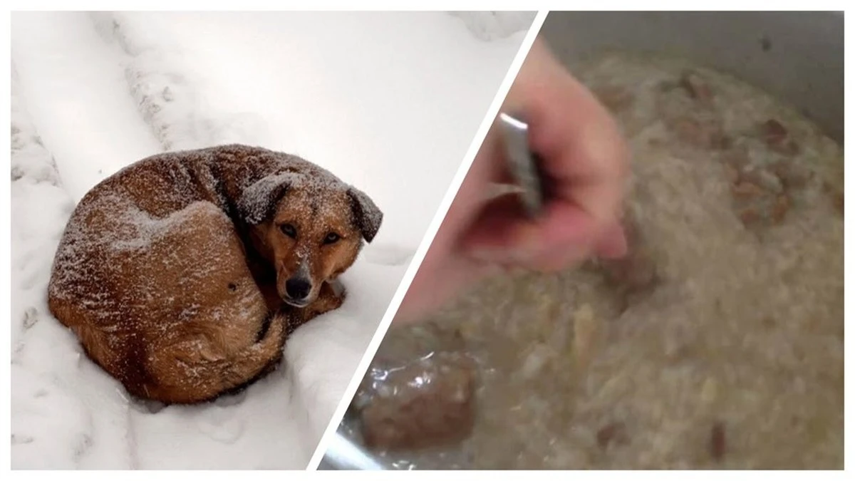 Vecina veterinaria me detuvo: lo que no sabías sobre dar huesos a perros callejeros