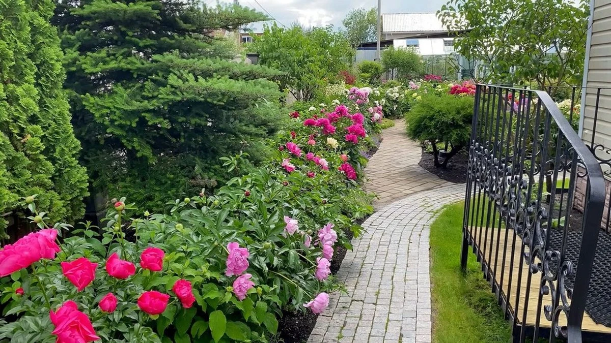 Un solo peonía coral cambió mi jardín: ahora parece sacado de revista